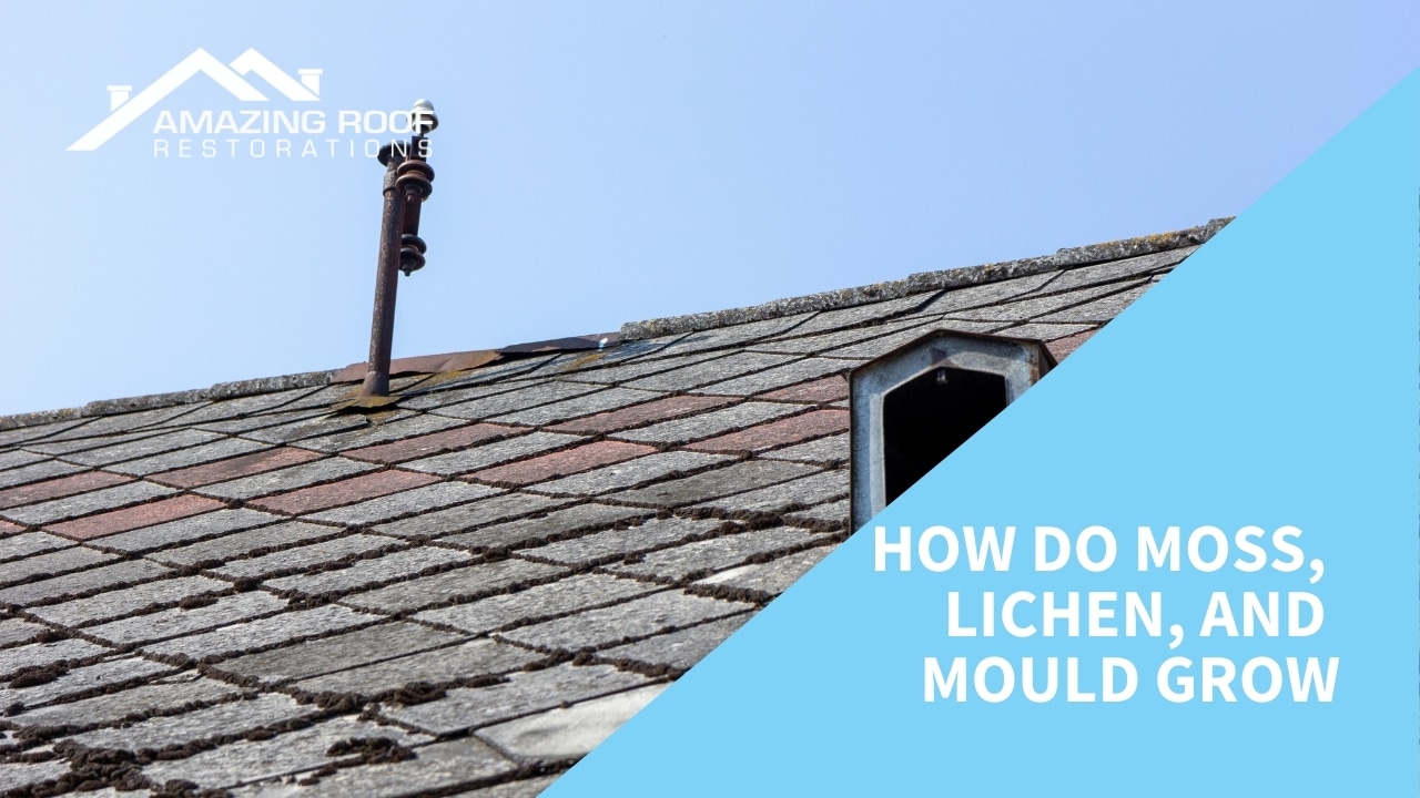 How Do Moss, Lichen, and Mould Grow